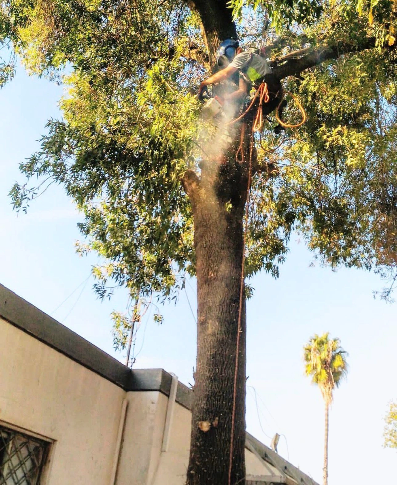 Tree trimming