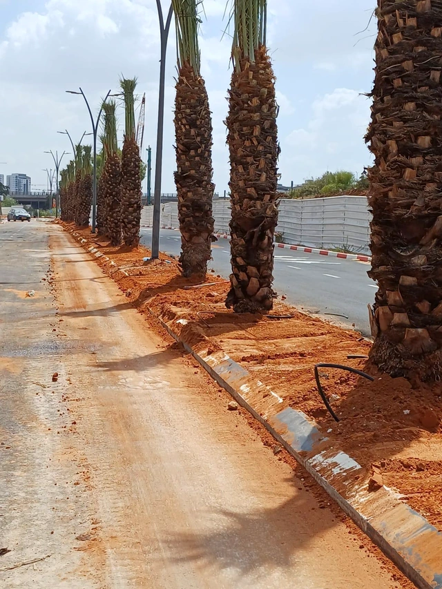 Palm planting in progress along a roadside bed.