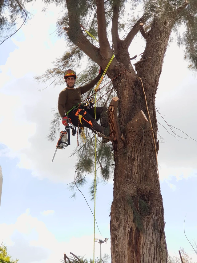 Tree pruning in progress with climbing ropes.