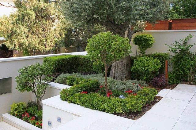 Tiered planting beds with clipped shrubs around an existing tree.