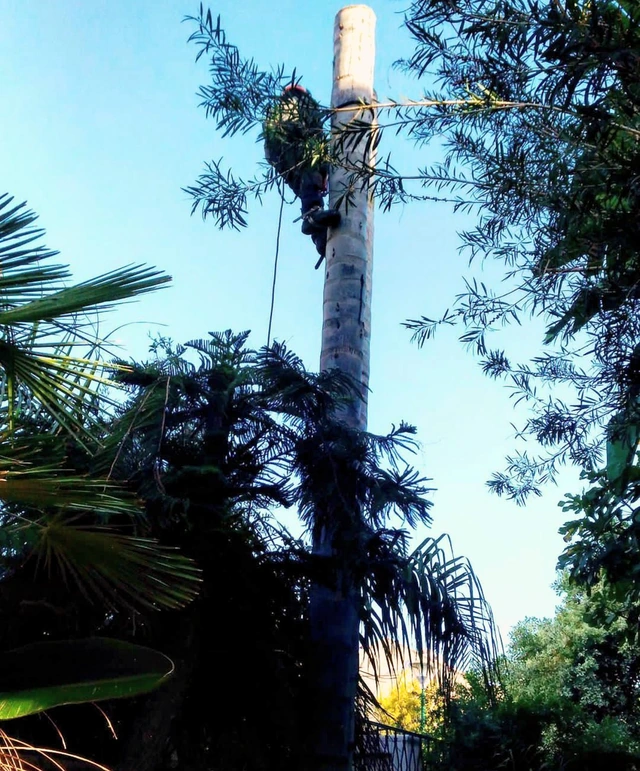 Palm trimming: removing old or dry fronds.